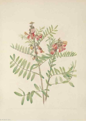 Reproducción/Reproduction 46864395682: North American wild flowers. Washington, D.C. :Smithsonian Institution,1925.. 