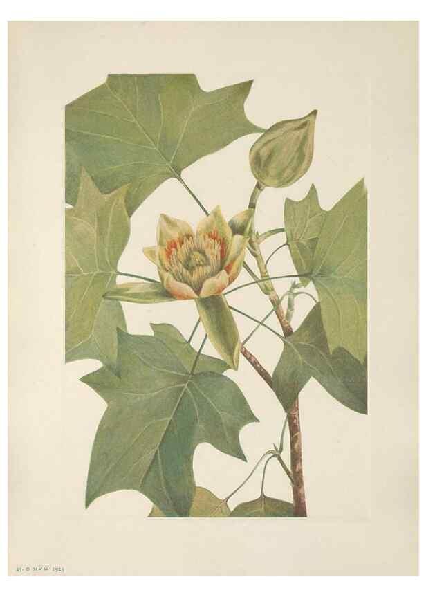 Reproducción/Reproduction 33041099898: North American wild flowers. Washington, D.C. :Smithsonian Institution,1925.. 