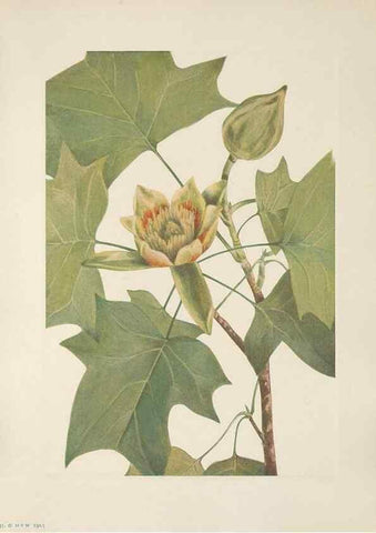 Reproducción/Reproduction 33041099898: North American wild flowers. Washington, D.C. :Smithsonian Institution,1925.. 
