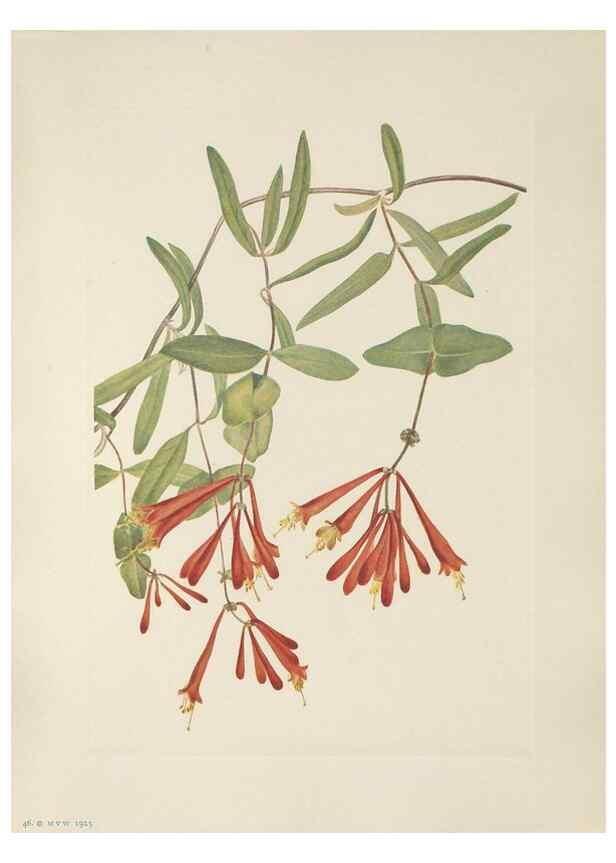 Reproducción/Reproduction 46191580384: North American wild flowers. Washington, D.C. :Smithsonian Institution,1925.. 