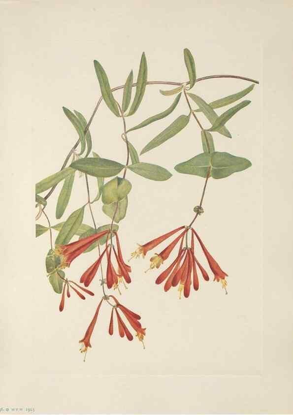 Reproducción/Reproduction 46191580384: North American wild flowers. Washington, D.C. :Smithsonian Institution,1925.. 
