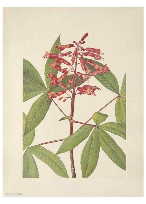 Reproducción/Reproduction 46191581184: North American wild flowers. Washington, D.C. :Smithsonian Institution,1925.. 