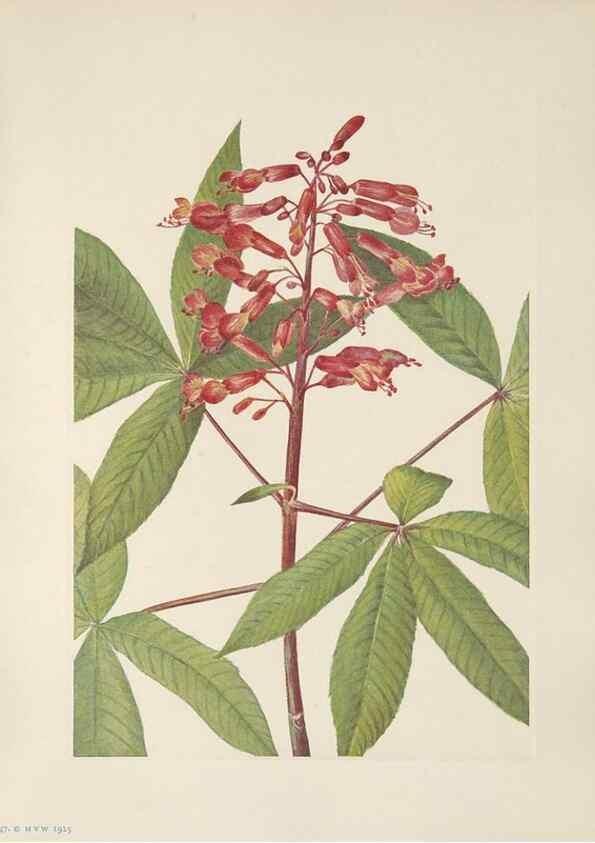 Reproducción/Reproduction 46191581184: North American wild flowers. Washington, D.C. :Smithsonian Institution,1925.. 