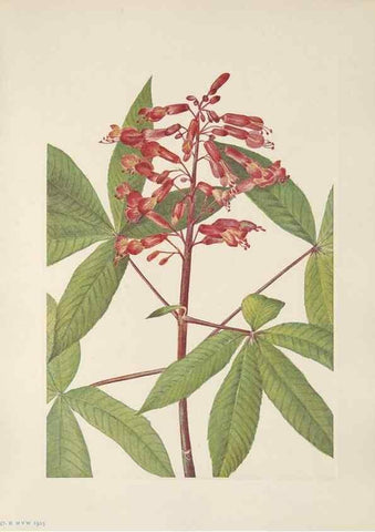 Reproducción/Reproduction 46191581184: North American wild flowers. Washington, D.C. :Smithsonian Institution,1925.. 