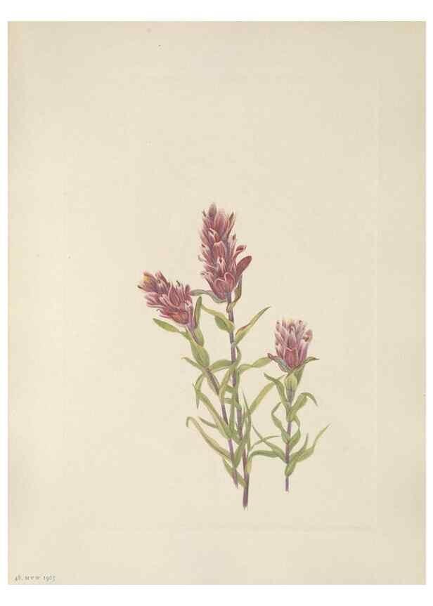 Reproducción/Reproduction 46864397722: North American wild flowers. Washington, D.C. :Smithsonian Institution,1925.. 