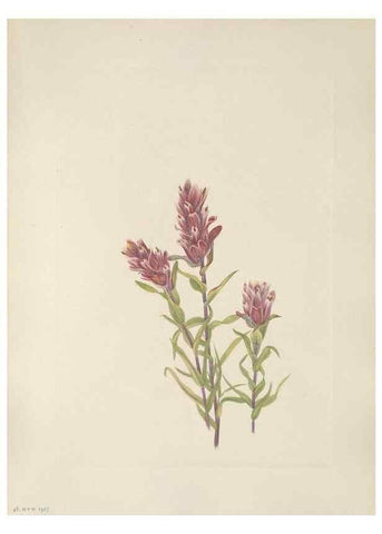 Reproducción/Reproduction 46864397722: North American wild flowers. Washington, D.C. :Smithsonian Institution,1925.. 