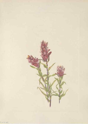 Reproducción/Reproduction 46864397722: North American wild flowers. Washington, D.C. :Smithsonian Institution,1925.. 