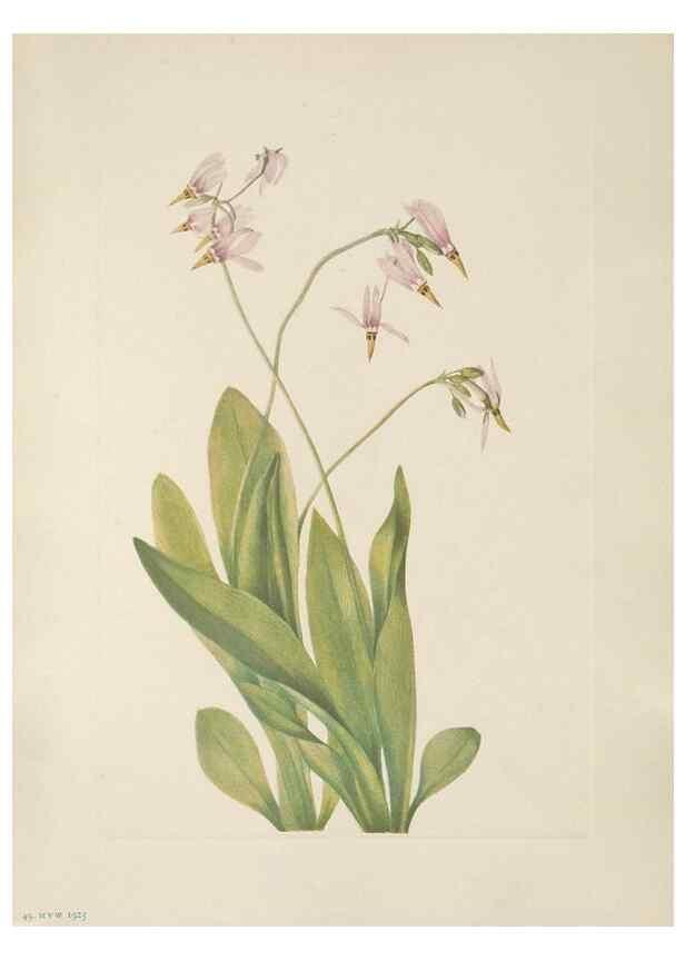Reproducción/Reproduction 39951650503: North American wild flowers. Washington, D.C. :Smithsonian Institution,1925.. 