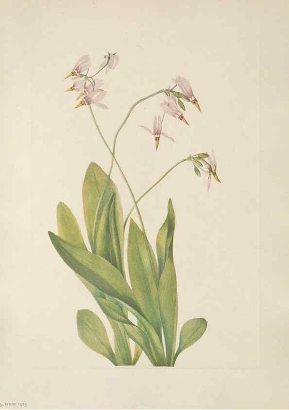 Reproducción/Reproduction 39951650503: North American wild flowers. Washington, D.C. :Smithsonian Institution,1925.. 