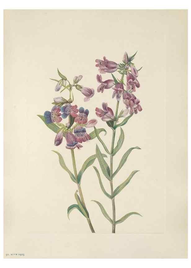 Reproducción/Reproduction 46916456951: North American wild flowers. Washington, D.C. :Smithsonian Institution,1925.. 
