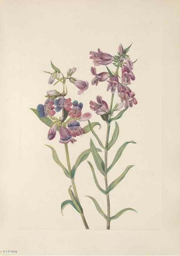 Reproducción/Reproduction 46916456951: North American wild flowers. Washington, D.C. :Smithsonian Institution,1925.. 