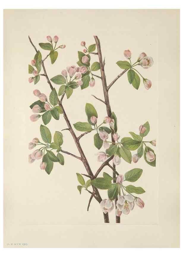 Reproducción/Reproduction 46191582784: North American wild flowers. Washington, D.C. :Smithsonian Institution,1925.. 