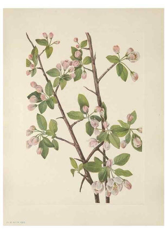 Reproducción/Reproduction 46191582784: North American wild flowers. Washington, D.C. :Smithsonian Institution,1925.. 
