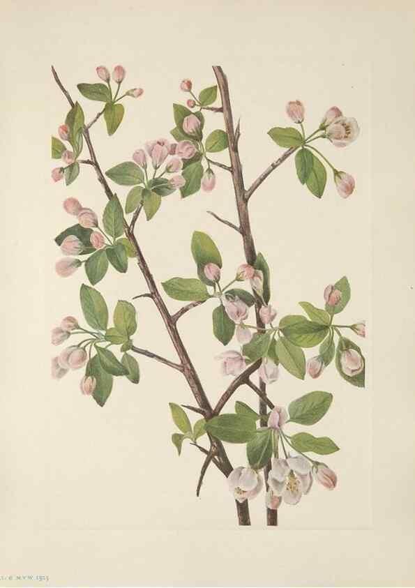 Reproducción/Reproduction 46191582784: North American wild flowers. Washington, D.C. :Smithsonian Institution,1925.. 