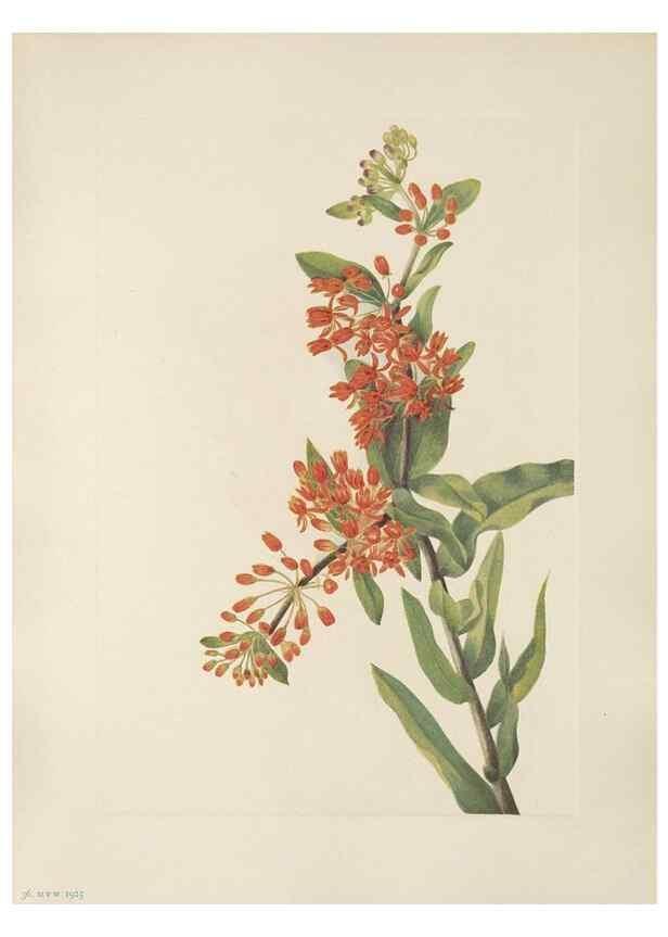 Reproducción/Reproduction 46191570674: North American wild flowers. Washington, D.C. :Smithsonian Institution,1925.. 