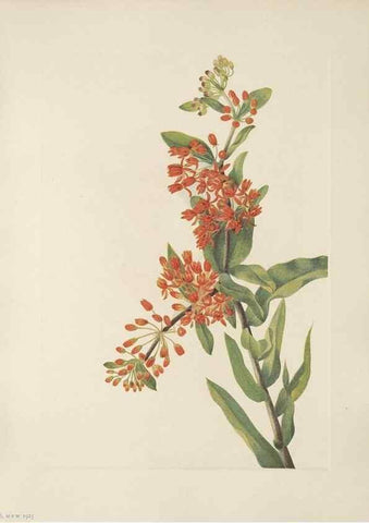 Reproducción/Reproduction 46191570674: North American wild flowers. Washington, D.C. :Smithsonian Institution,1925.. 