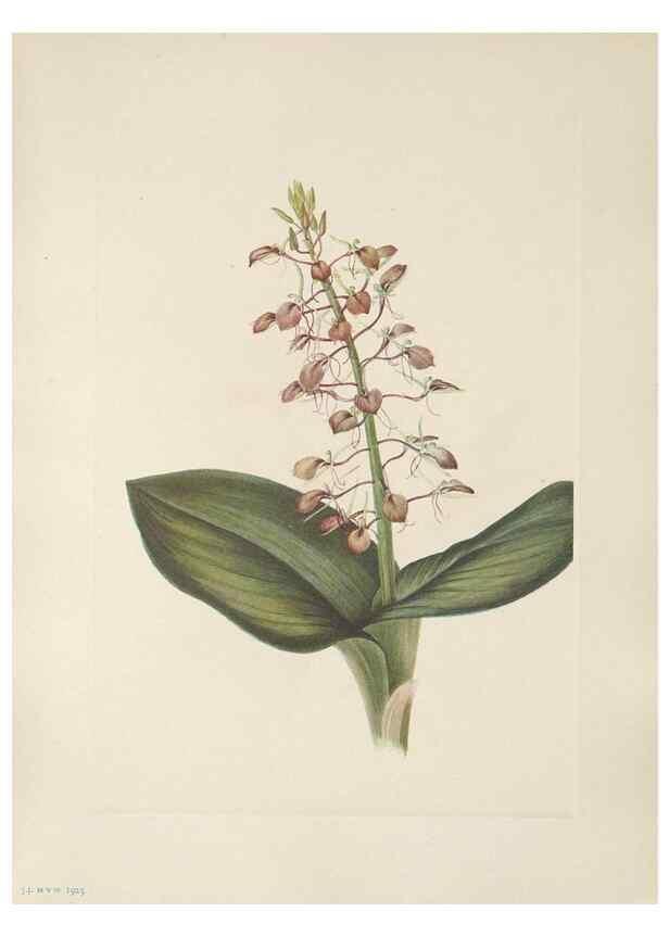 Reproducción/Reproduction 46864389172: North American wild flowers. Washington, D.C. :Smithsonian Institution,1925.. 