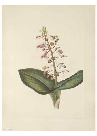 Reproducción/Reproduction 46864389172: North American wild flowers. Washington, D.C. :Smithsonian Institution,1925.. 
