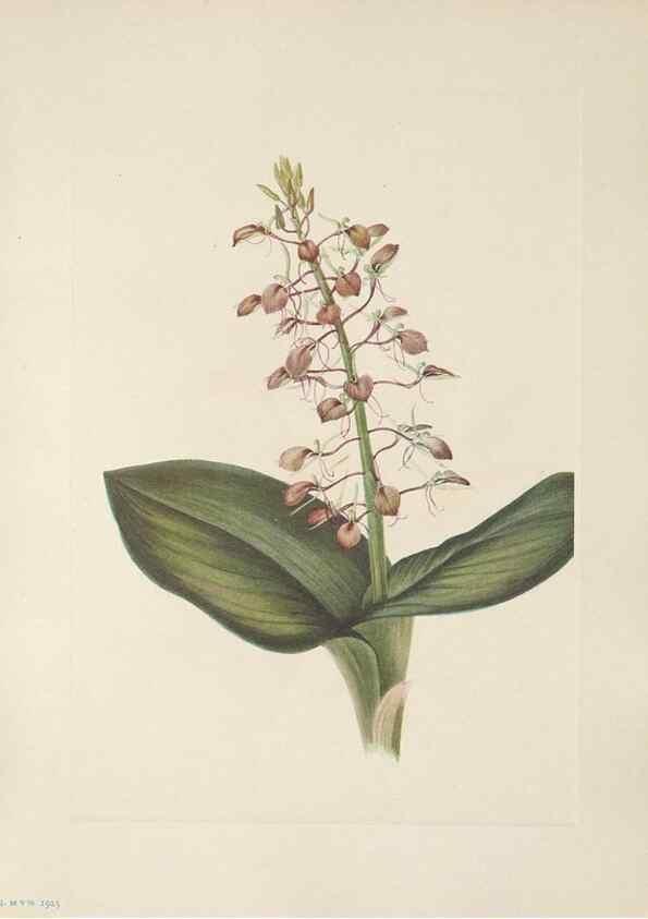 Reproducción/Reproduction 46864389172: North American wild flowers. Washington, D.C. :Smithsonian Institution,1925.. 