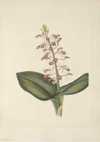 Reproducción/Reproduction 46864389172: North American wild flowers. Washington, D.C. :Smithsonian Institution,1925.. 