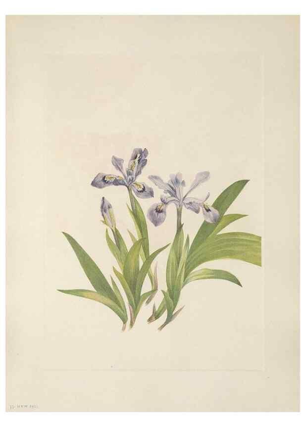 Reproducción/Reproduction 39951644393: North American wild flowers. Washington, D.C. :Smithsonian Institution,1925.. 