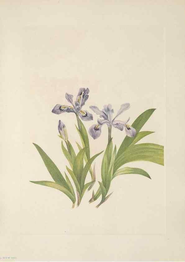 Reproducción/Reproduction 39951644393: North American wild flowers. Washington, D.C. :Smithsonian Institution,1925.. 