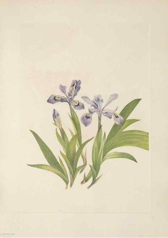 Reproducción/Reproduction 39951644393: North American wild flowers. Washington, D.C. :Smithsonian Institution,1925.. 