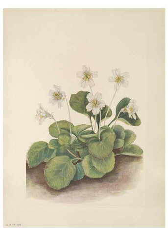 Reproducción/Reproduction 46916440941: North American wild flowers. Washington, D.C. :Smithsonian Institution,1925.. 