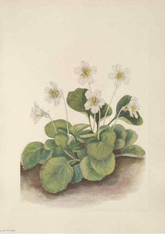 Reproducción/Reproduction 46916440941: North American wild flowers. Washington, D.C. :Smithsonian Institution,1925.. 