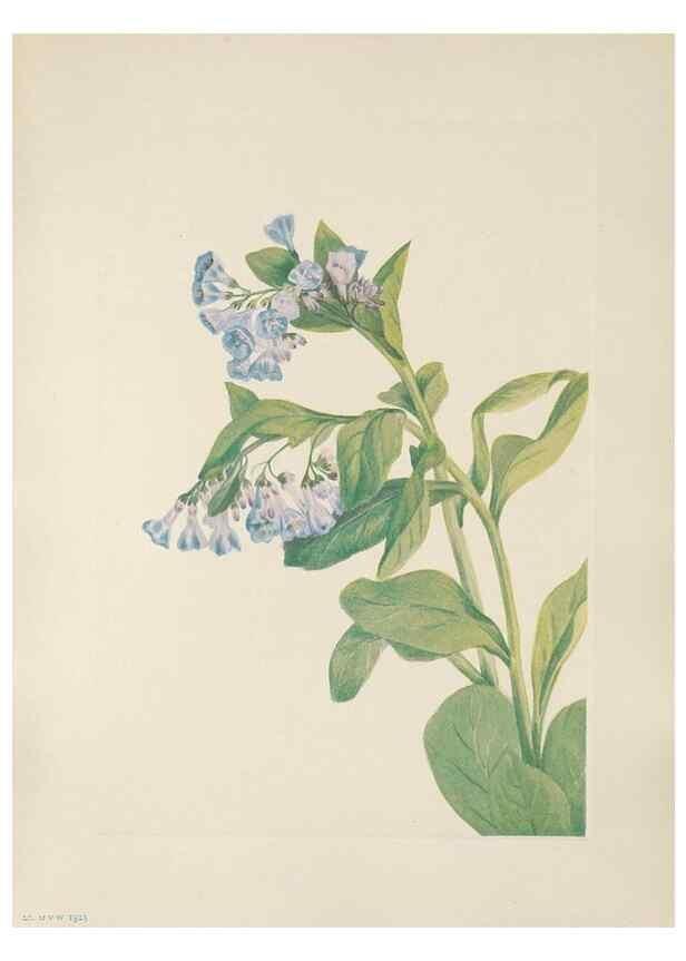 Reproducción/Reproduction 46191553084: North American wild flowers. Washington, D.C. :Smithsonian Institution,1925.. 
