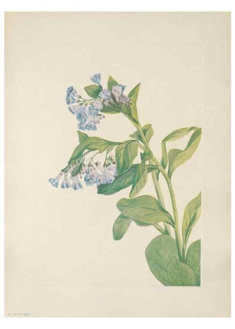 Reproducción/Reproduction 46191553084: North American wild flowers. Washington, D.C. :Smithsonian Institution,1925.. 
