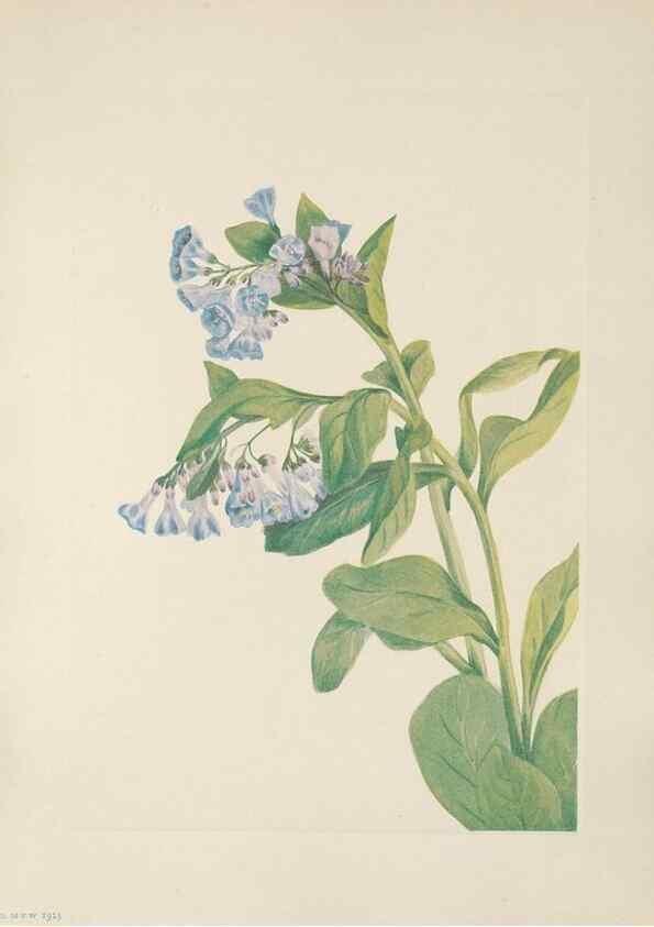 Reproducción/Reproduction 46191553084: North American wild flowers. Washington, D.C. :Smithsonian Institution,1925.. 