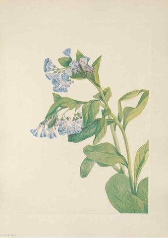 Reproducción/Reproduction 46191553084: North American wild flowers. Washington, D.C. :Smithsonian Institution,1925.. 