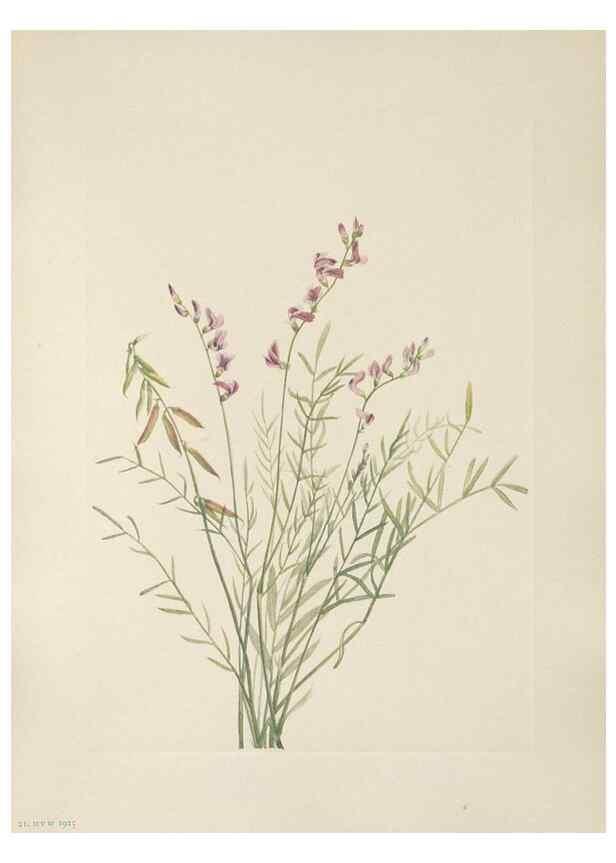 Reproducción/Reproduction 39951634363: North American wild flowers. Washington, D.C. :Smithsonian Institution,1925.. 