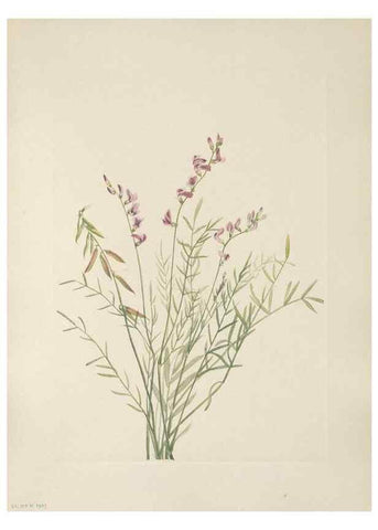 Reproducción/Reproduction 39951634363: North American wild flowers. Washington, D.C. :Smithsonian Institution,1925.. 