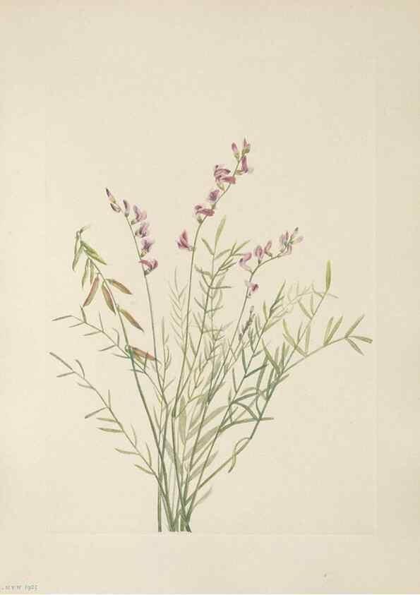 Reproducción/Reproduction 39951634363: North American wild flowers. Washington, D.C. :Smithsonian Institution,1925.. 