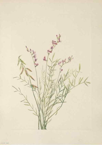 Reproducción/Reproduction 39951634363: North American wild flowers. Washington, D.C. :Smithsonian Institution,1925.. 