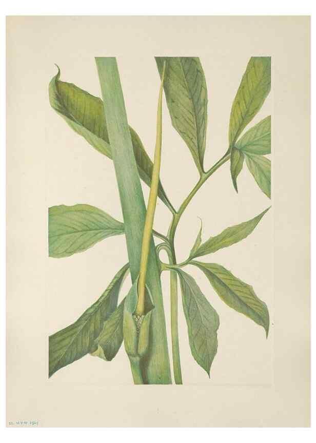 Reproducción/Reproduction 46191554414: North American wild flowers. Washington, D.C. :Smithsonian Institution,1925.. 