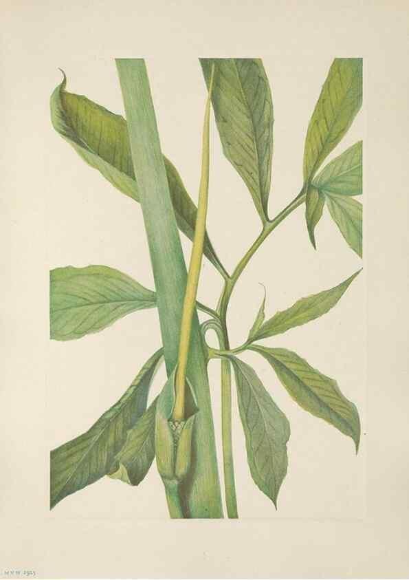 Reproducción/Reproduction 46191554414: North American wild flowers. Washington, D.C. :Smithsonian Institution,1925.. 