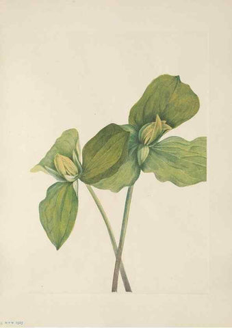 Reproducción/Reproduction 46002079475: North American wild flowers. Washington, D.C. :Smithsonian Institution,1925.. 