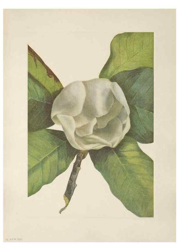 Reproducción/Reproduction 39951636593: North American wild flowers. Washington, D.C. :Smithsonian Institution,1925.. 