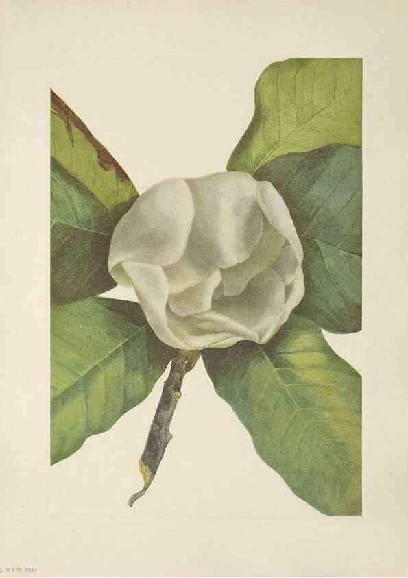 Reproducción/Reproduction 39951636593: North American wild flowers. Washington, D.C. :Smithsonian Institution,1925.. 