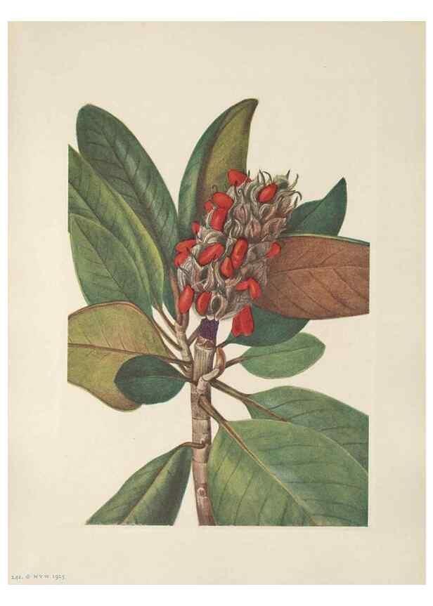 Reproducción/Reproduction 39951637583: North American wild flowers. Washington, D.C. :Smithsonian Institution,1925.. 