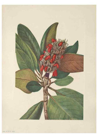 Reproducción/Reproduction 39951637583: North American wild flowers. Washington, D.C. :Smithsonian Institution,1925.. 
