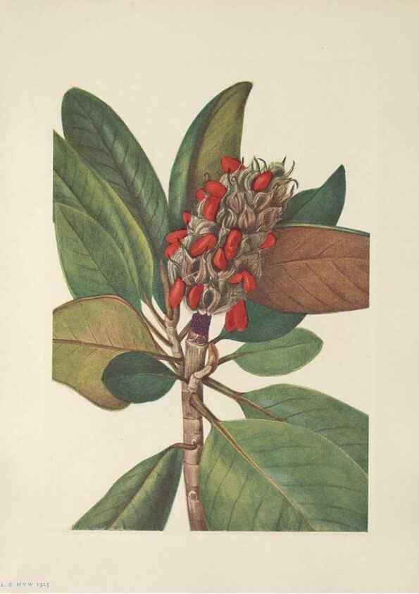 Reproducción/Reproduction 39951637583: North American wild flowers. Washington, D.C. :Smithsonian Institution,1925.. 