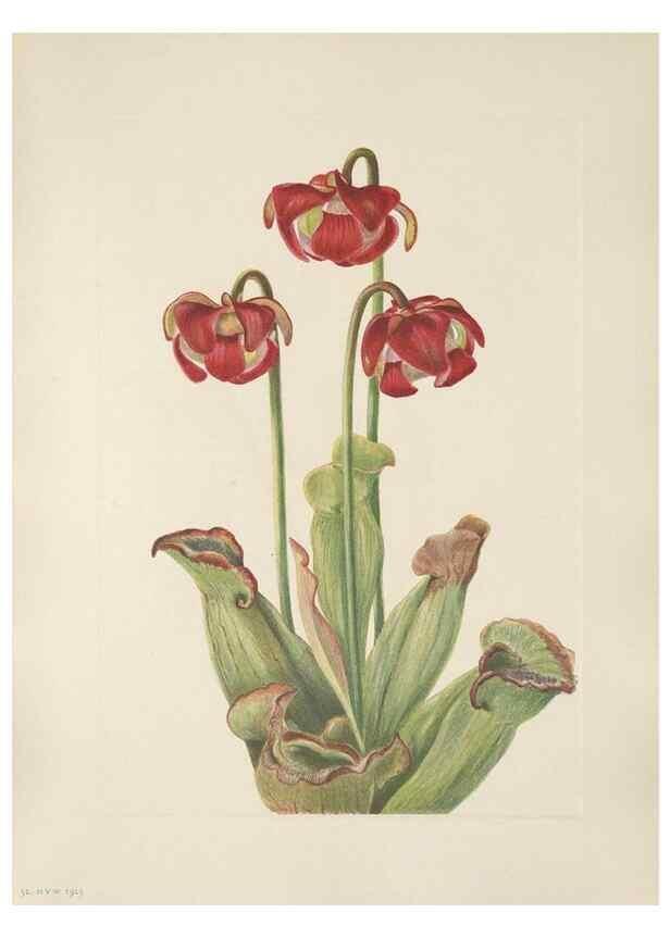 Reproducción/Reproduction 39951652523: North American wild flowers. Washington, D.C. :Smithsonian Institution,1925.. 