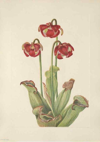 Reproducción/Reproduction 39951652523: North American wild flowers. Washington, D.C. :Smithsonian Institution,1925.. 