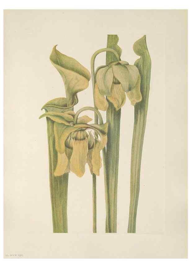 Reproducción/Reproduction 46864383252: North American wild flowers. Washington, D.C. :Smithsonian Institution,1925.. 