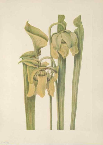 Reproducción/Reproduction 46864383252: North American wild flowers. Washington, D.C. :Smithsonian Institution,1925.. 