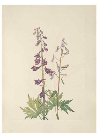 Reproducción/Reproduction 39951640163: North American wild flowers. Washington, D.C. :Smithsonian Institution,1925.. 